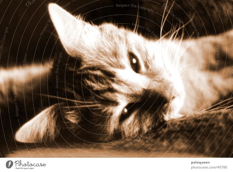 Hello, Spencer. Cat Animal Domestic cat Black & white photo Sepia