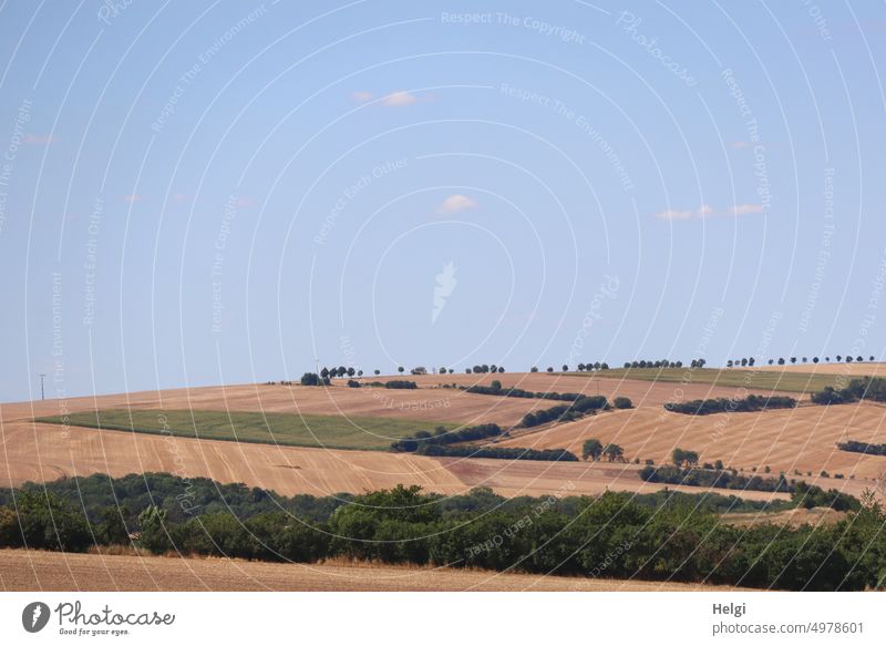 late summer landscape with cornfields and trees against blue sky with clouds Landscape Nature Field Cornfield Summer Tree shrub Horizon Sky wide Agriculture