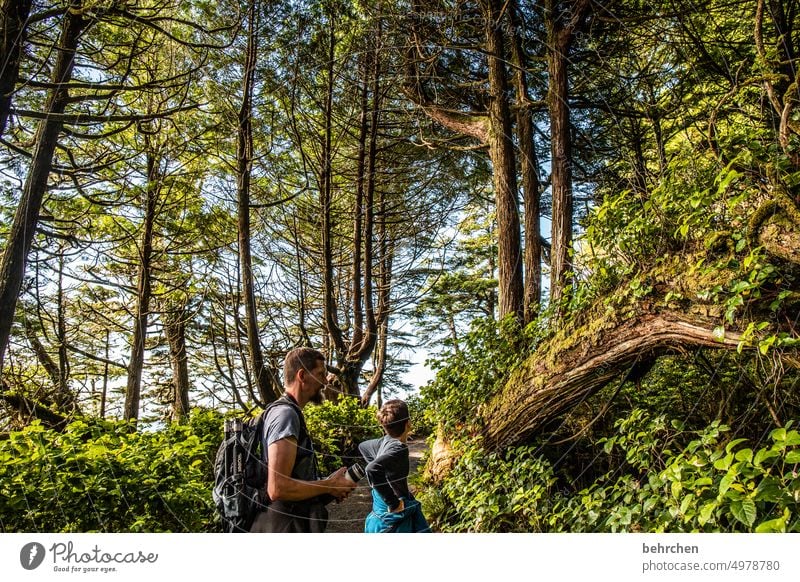 forest stories Exceptional trees Forest Nature Landscape especially Impressive British Columbia North America Canada Adventure Freedom Colour photo Fantastic