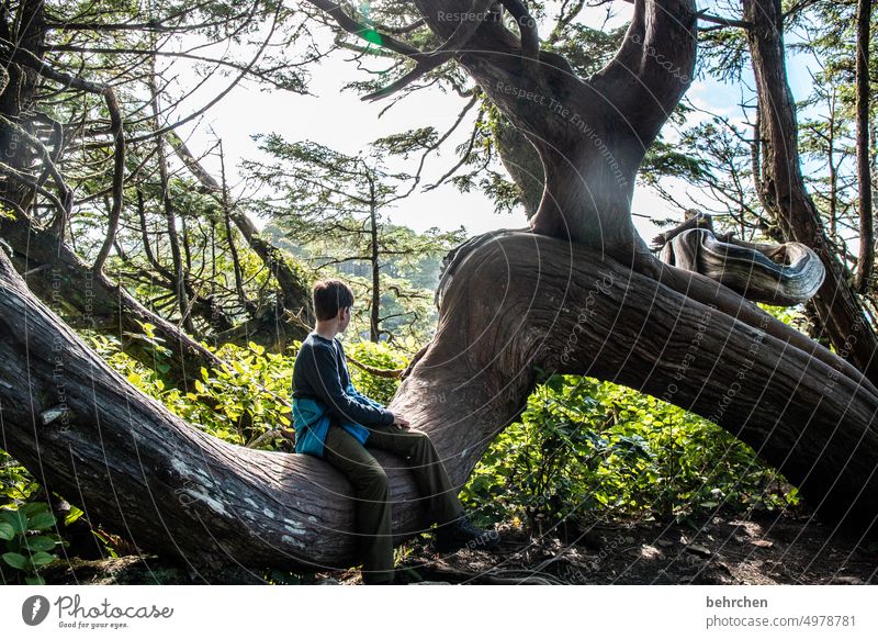 gnarled Impressive especially Nature Landscape Forest trees British Columbia North America Canada Adventure Freedom Colour photo Fantastic Vancouver Island