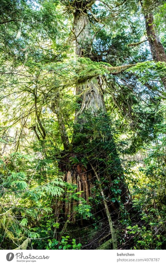 day of the tree! especially Impressive Climate change Climate protection Environmental protection Canada Vancouver Island Redwood Green Redwood trees Forest