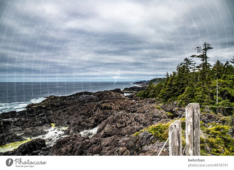 vancouver island Nature coast Landscape Ocean Forest trees British Columbia Water Adventure Canada North America Vancouver Island Vacation & Travel