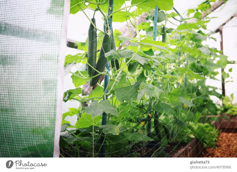 Fresh cucumbers in the greenhouse, ready for harvesting Cucumbers Garden Greenhouse Vegetable Organic produce Biological Food Healthy Eating Colour photo