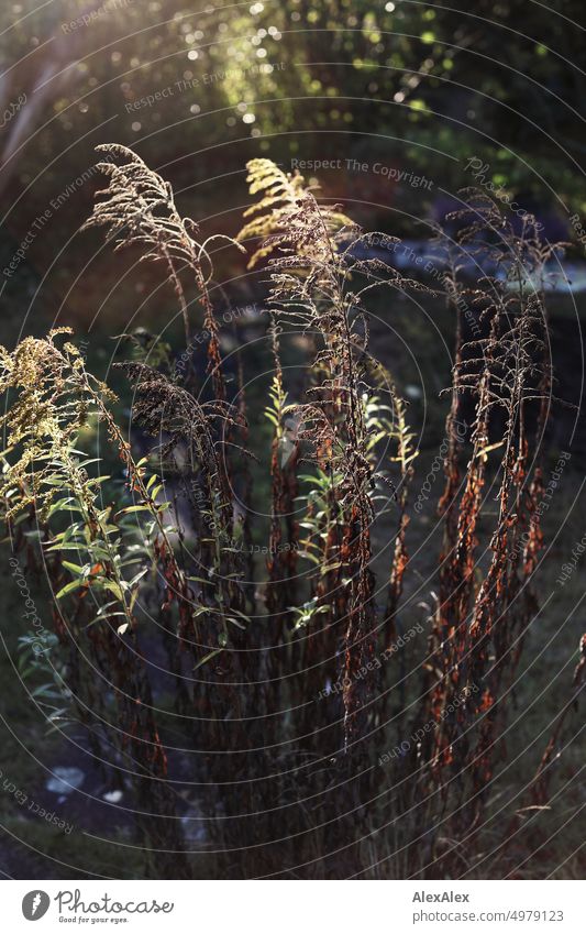 Half dried golden rain backlit in garden Garden Gardening Deserted Exterior shot Colour photo Green Nature Tree foliage allotment garden happiness Idyll Plant