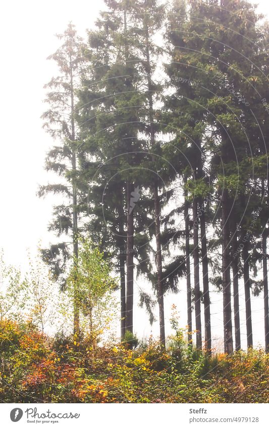 Trees on a hill after the rain trees Hill Row of trees Edge of the forest conifers pines Bushes Forest plants Illuminating October Light Weather october weather