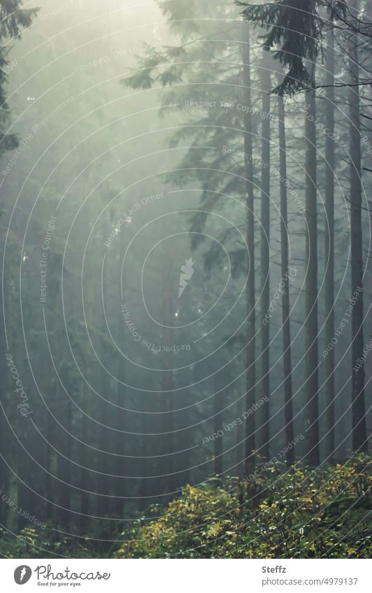 forest in the fog Fog Forest Drizzle foggy Rain Autumn rain Weather Foggy silence rainy silent forest bath Row of trees showers Lonely Loneliness Shroud of fog