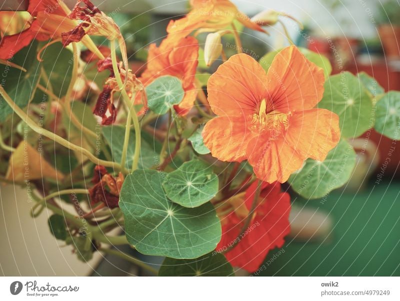 nasturtium Flower Blossom Tendril Orange Decoration Nasturtium Plant leaves Nature Growth Flowerpot garden plant Summer Colour photo Deserted Exterior shot