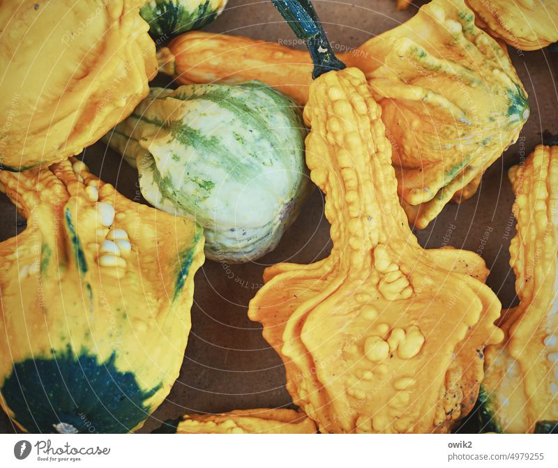 pumpkin soup Pumpkin time Vegetable Ornamental plant Ornamental pumpkins ornamental Decoration Autumn Thanksgiving Pumpkin plants Food Colour photo Yellow