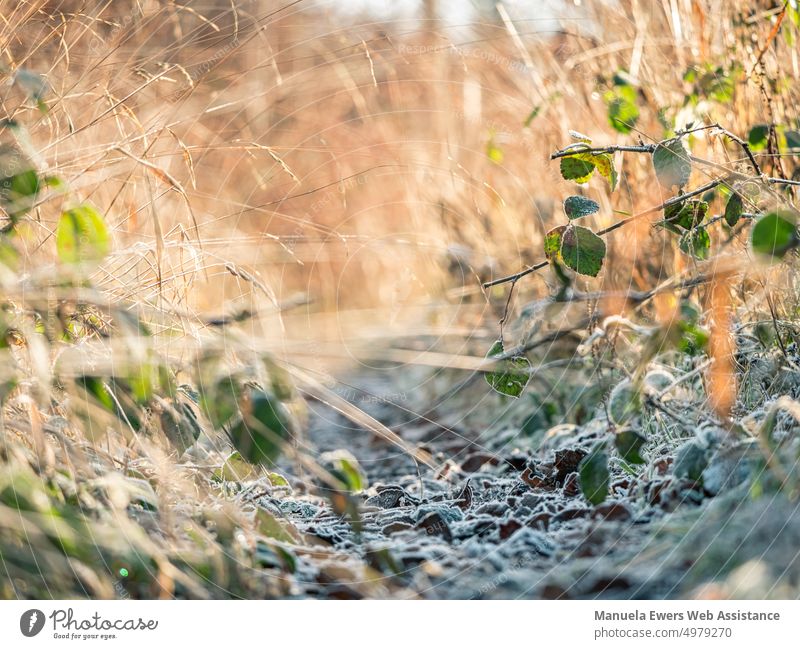 Overgrown forest path in winter temperatures overgrown pattweg Hiking on foot trekking Cold Hoar frost freezing cold Winter tall grass Sun Sunrise