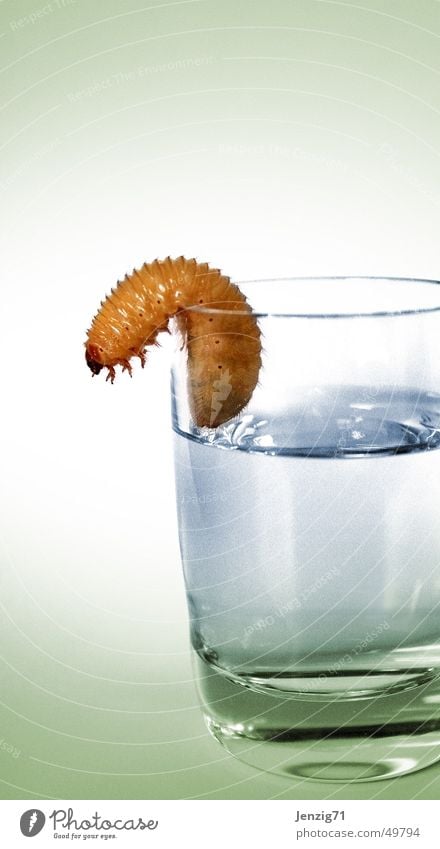 tequila and gone. Worm Spirits Schnaps glass Larva Drinking Beverage Glass Caterpillar Alcoholic drinks