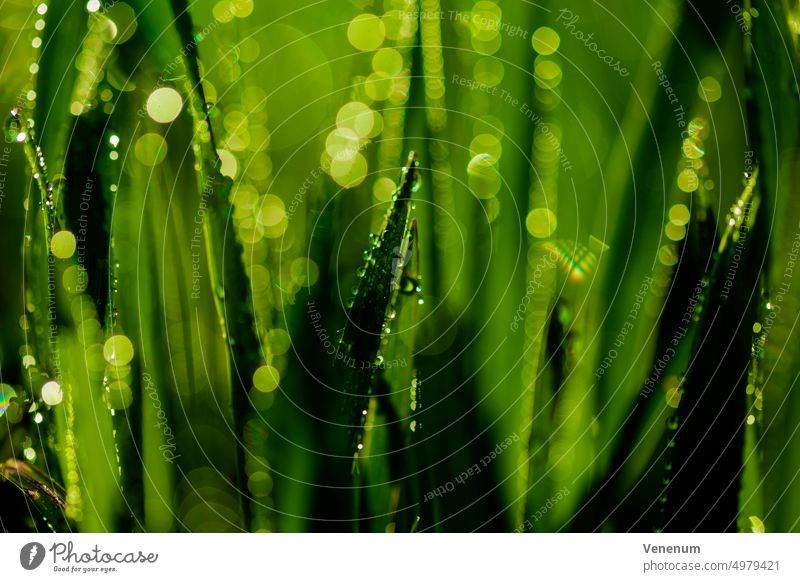 Wet grass with raindrops, very shallow depth of field for beautiful aperture circles in background Damp Drops of water Colour colourful Green Rain Nature