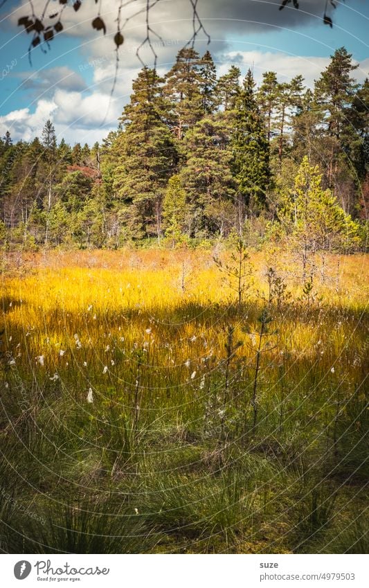 clearing Well-being Calm Vacation & Travel Trip Adventure Freedom Summer Summer vacation Sun Environment Nature Landscape Plant Climate Grass Bushes Meadow