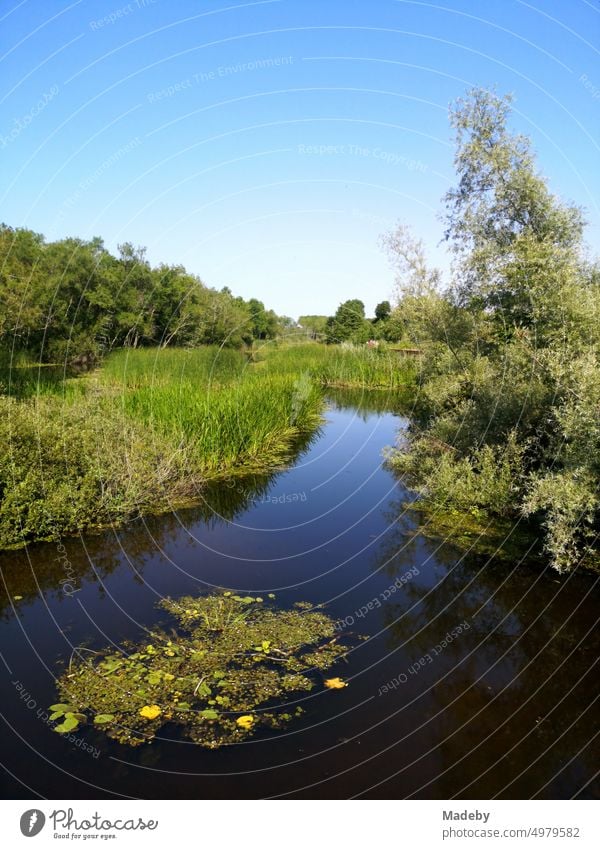 Green floodplain landscape in summer against blue sky in sunshine in Acarlar floodplain forest near Karasu in Sakarya province, Turkey acarlar Auenwald Nature