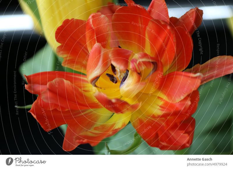 orange yellow opened tulip Tulip Flower Nature Blossom Plant Leaf Orange Yellow Blossoming