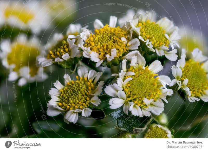 Chrysanthemum pacificum NAKAI, (formerly Ajania pacifica), Pacific daisy, a Honshu endemic. chrysanthemum Gold and silver chrysanthemum inflorescence