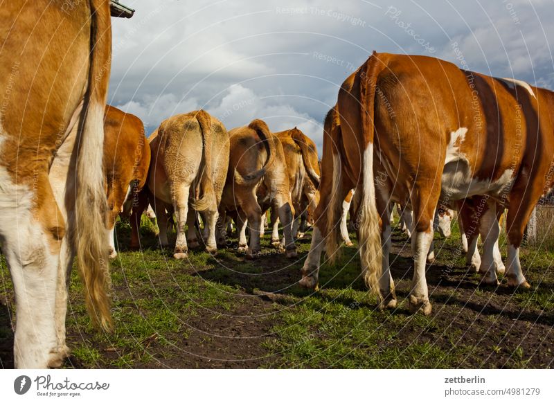 Cows from behind Farm Herd Cattleherd Cowshed cow pasture Milk production Farm animal portrait Summer Animal Goal door Livestock Willow tree Species-appropriate