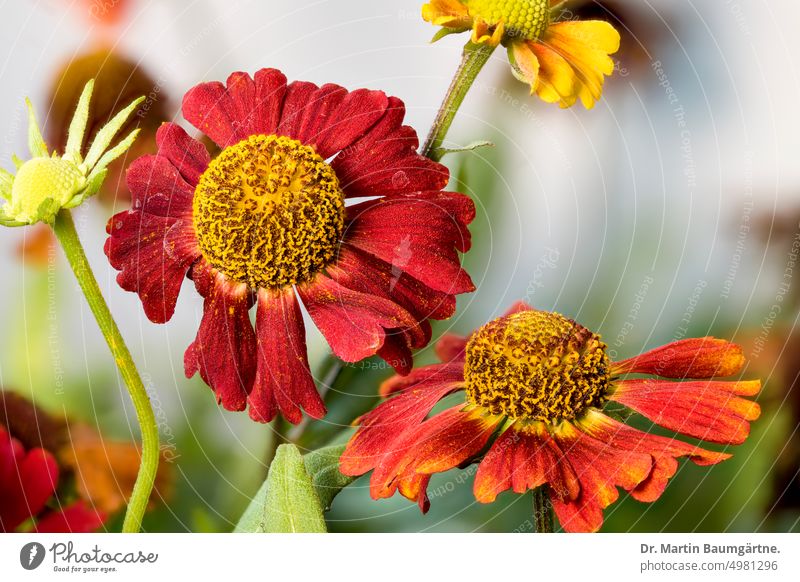 Inflorescences of a Helenium hybrid, sunflower helenium sun bride inflorescence inflorescences blossom shrub enduring frost-hardy Herbacious composite