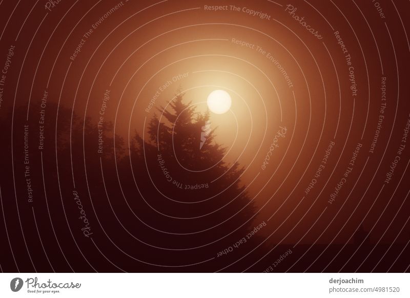 Early in the morning, the sun comes out hard through the autumn fog behind the trees. The day begins. Sunrise fog Outdoors Finnish landscape Autumn Forest