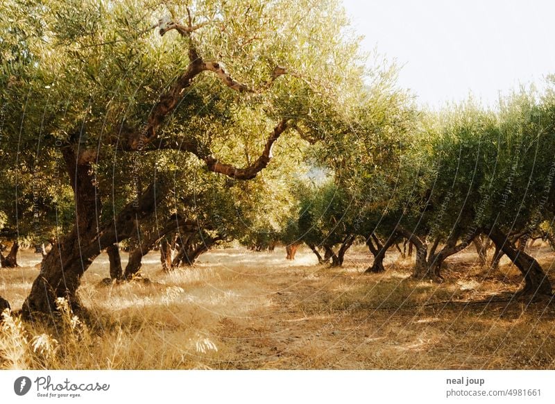 Olive trees in golden morning light Nature Landscape flora Plant Agriculture Summer warm Olive grove Green Exterior shot Mediterranean Agricultural crop