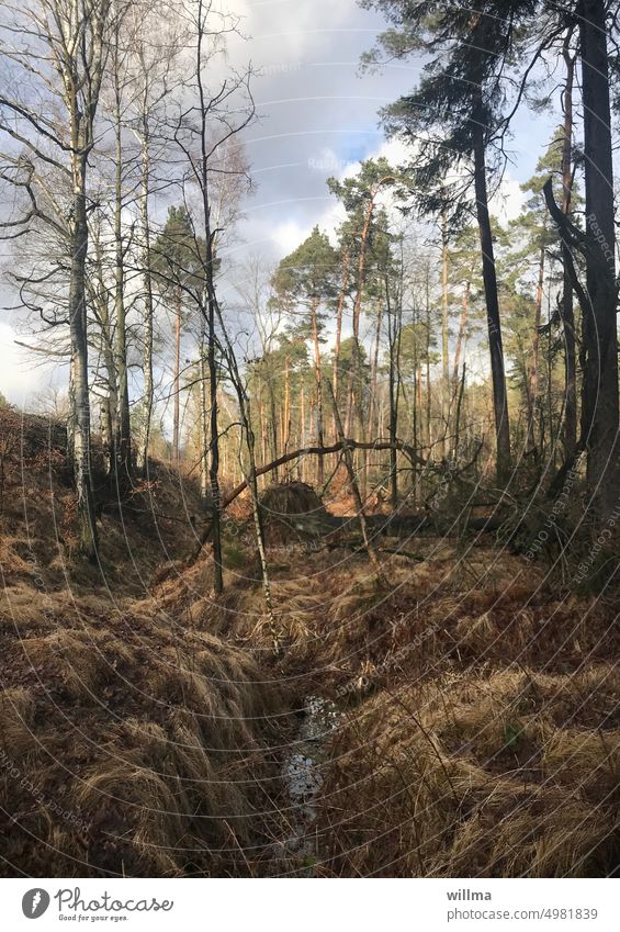 Pristine nature, picturesque clearing with a small brook Nature Forest Clearing Brooks Picturesque naturally Beautiful weather Landscape forest grass Autumn