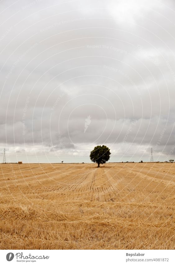 Dried field at cloudy sky in the summer season, Spain Camino de Santiago agriculture bales of hay corn cornfield countryside crop farming grass country