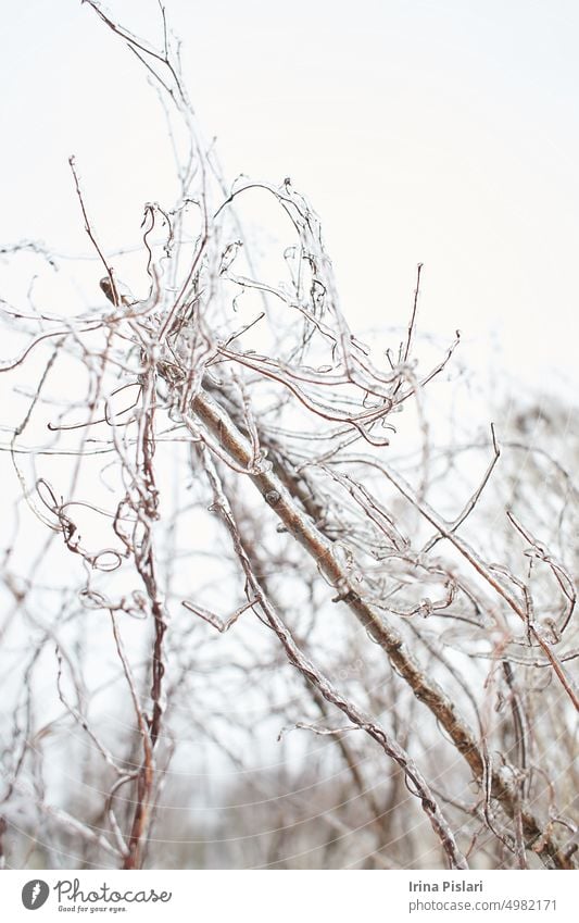 Branches of a deciduous grass, bushes covered with ice crust after freezing rain, fragment, background berry branch brown closeup cold color crystal crystals