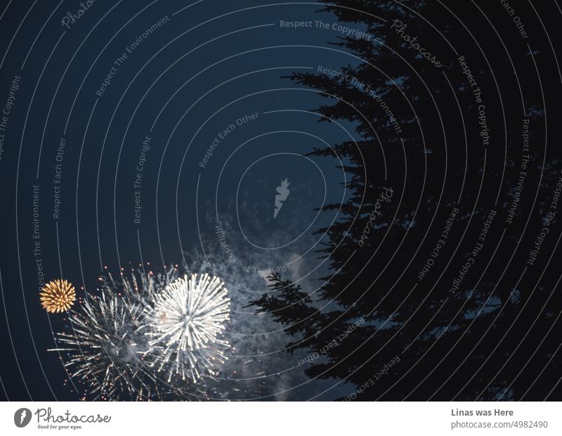 On a blue hour at night, somebody is enjoying pyrotechnics. Shooting fireworks in the dark blue sky. Celebrating a moody New Year. Night tree branches pine tree