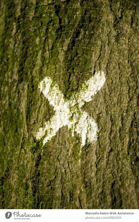 A tree trunk marked with a white X Tree Tree marking Logging Sign Environmental protection Forest death Death of a tree Climate change climate crisis Tree trunk