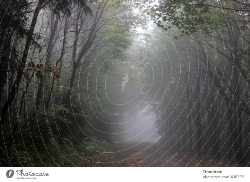 I can see clearly.... Environment Nature Autumn Bad weather Fog Tree Forest Lanes & trails Esthetic Threat Dark Gray Green Emotions Colour photo Exterior shot