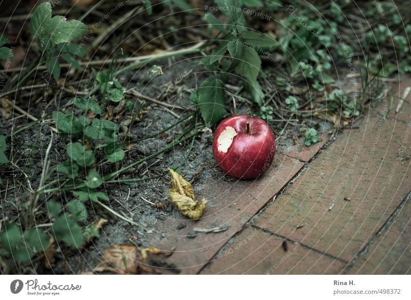 throwaway society Fruit Apple Nutrition Lanes & trails Authentic Surplus Throw away bitten into Ivy Leaf Wayside Colour photo Exterior shot Deserted