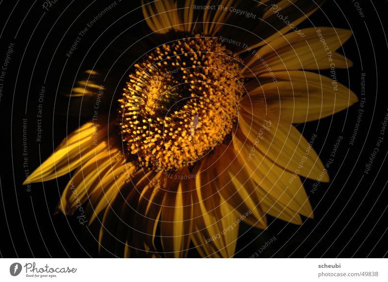 Sun or flower Sunflower