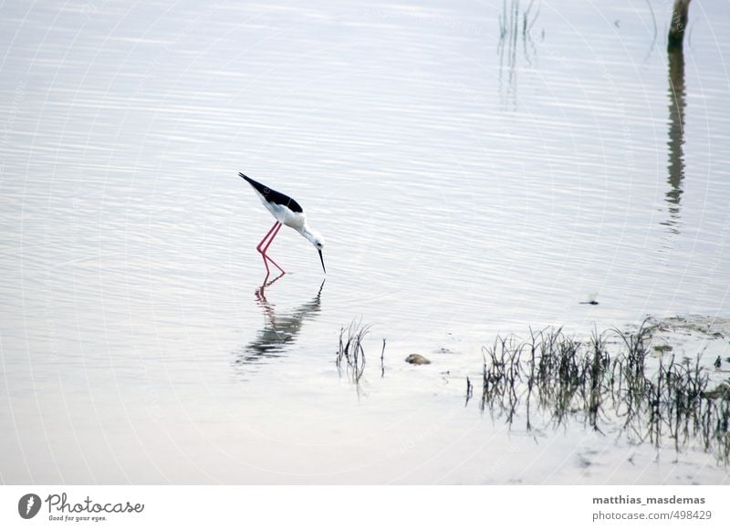 Stilt runner looking for prey Nature Landscape Animal Water Sky Summer Lakeside "s'Albufera National Park Mallorca Bird Wing 1 Catch To feed Hunting Walking