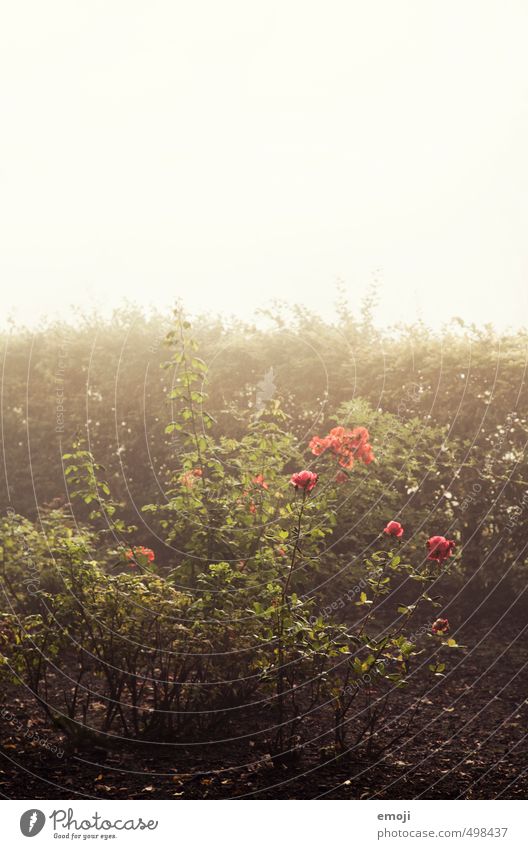 roses Environment Nature Landscape Plant Spring Summer Flower Bushes Rose Foliage plant Natural Green Colour photo Exterior shot Deserted Copy Space top Day