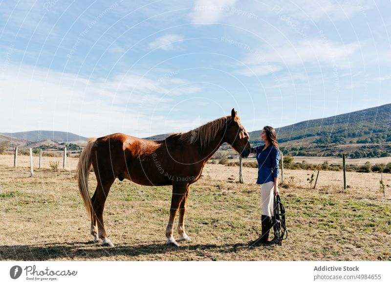 Woman stroking beautiful chestnut horse stroke together field animal friend farm friendship brunette fauna rural equine love brown nature mammal purebred