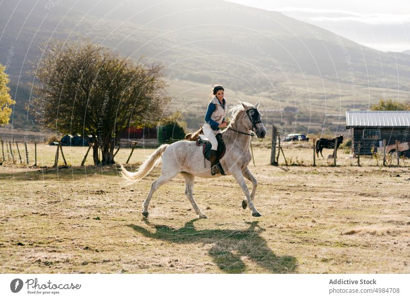 Woman ridding on white horse in nature rider rural bright sunlight equine sitting horseback saddle recreation lifestyle breed farm outdoors cowgirl animal sport