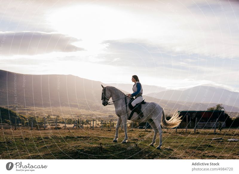 Woman ridding on white horse in nature rider rural bright sunlight equine sitting horseback saddle recreation lifestyle breed farm outdoors cowgirl animal sport