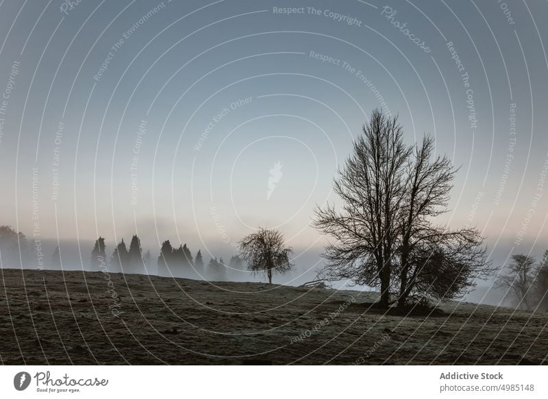 Landscape with fog in the Basque Country country basque landscape misty foggy nature green morning euskadi valley beautiful french village alava aramaio forrest