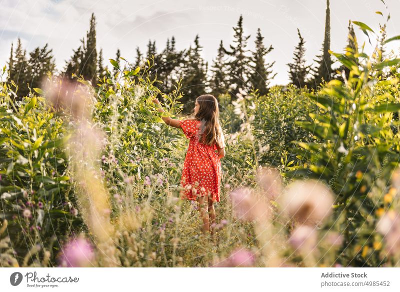 Little girl walking in field on sunny day run summer nature basket excitement flower collect energy childhood adorable holiday natural lifestyle pick beauty