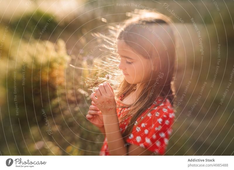 Cute girl in red dress dreaming in sunlight summer nature child happy vacation meadow holiday kid imagination pensive field ears childhood fun little enjoy