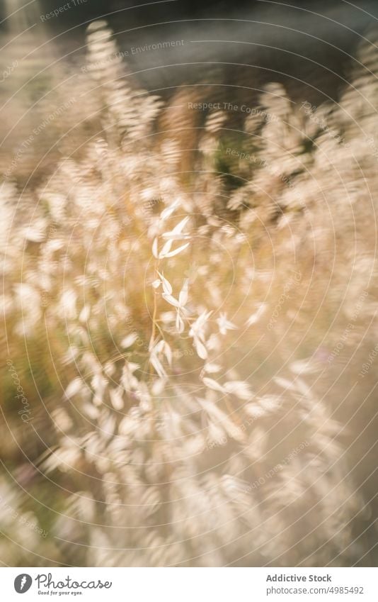 Spike grass in summer field spike cereal dry rural countryside spikelet nature summertime environment season agriculture plant farm organic growth grassland