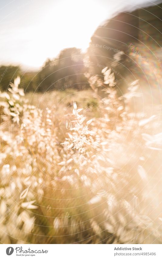 Spike grass in summer field spike cereal dry rural countryside spikelet nature summertime environment season agriculture plant farm organic growth grassland