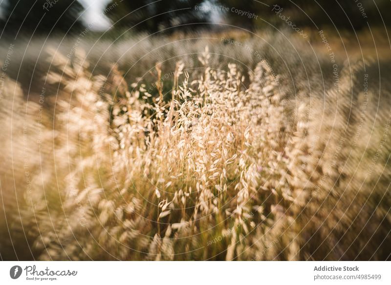 Spike grass in summer field spike cereal dry rural countryside spikelet nature summertime environment season agriculture plant farm organic growth grassland