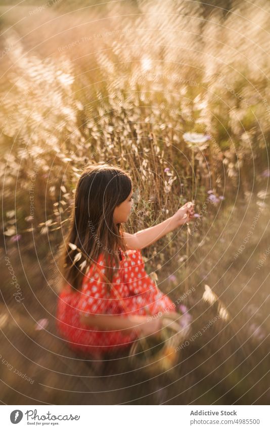 Little girl walking in field on sunny day run summer nature basket excitement flower collect energy childhood adorable holiday natural lifestyle pick beauty