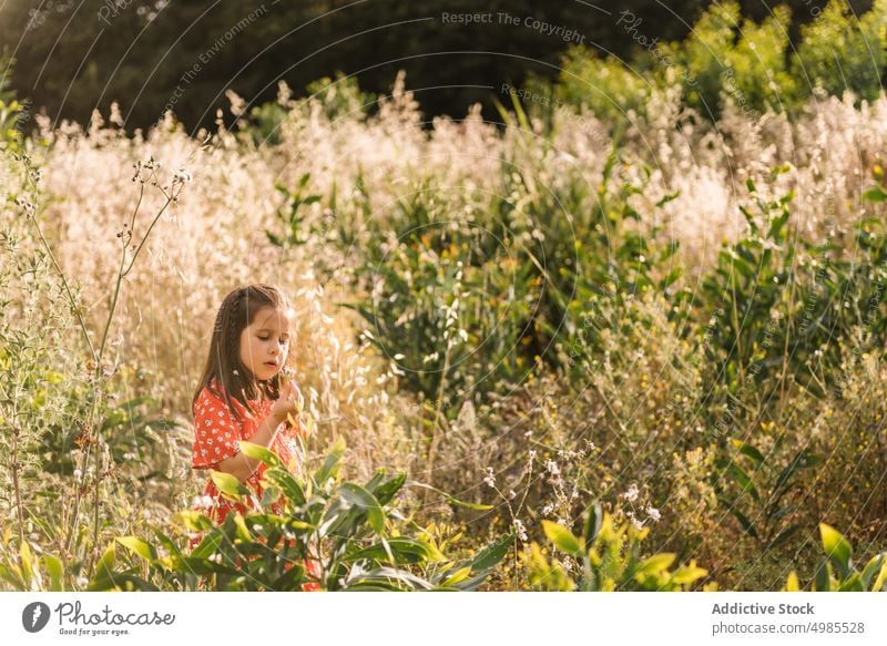 Little girl walking in field on sunny day run summer nature excitement flower energy childhood adorable holiday natural lifestyle pick beauty motion bright