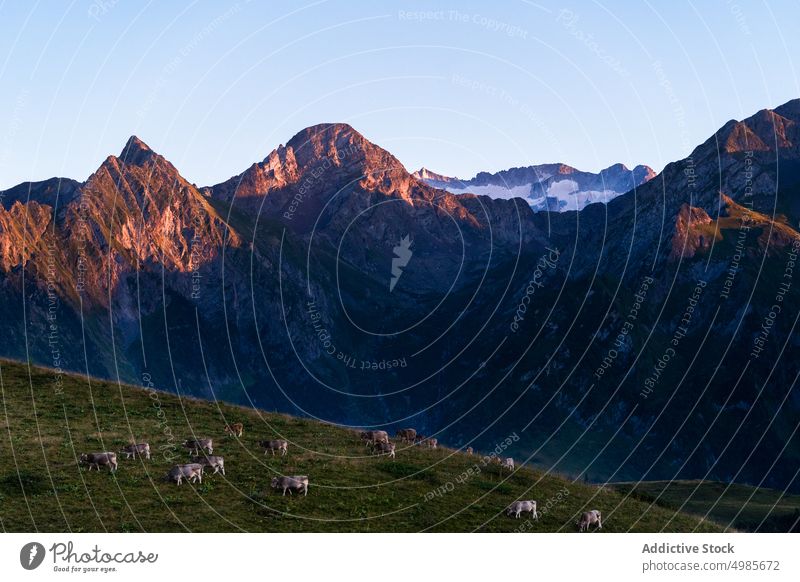 Cows grazing in picturesque mountainous valley cow highland pasture spectacular graze cattle rural scenic countryside grassy scenery farm pyrenees spain animal