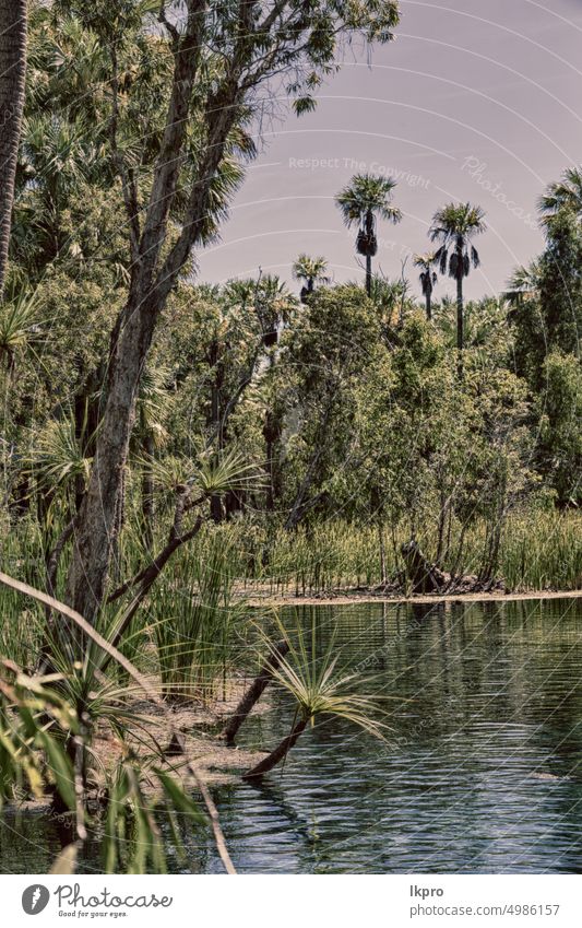 in the nature  the palm and the lake mataranka river australia forest park springs northern pool water hot bitter green beautiful blue color natural landscape