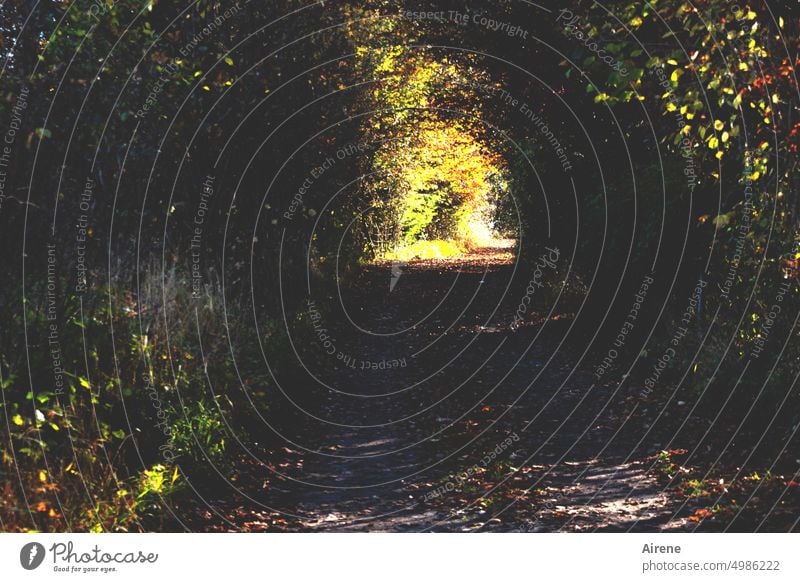 happy ending Autumn Forest Lanes & trails Footpath Bright spot Sunlight red gold To go for a walk golden Promenade luminescent Central perspective