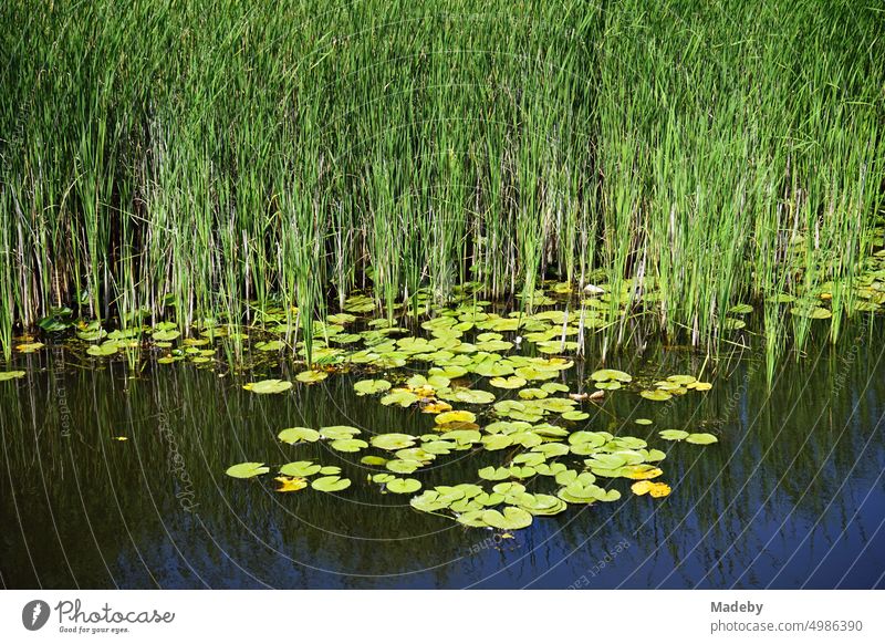 Water lilies and reeds in green floodplain in summer against blue sky in sunshine in Acarlar floodplain forest near Karasu in Sakarya province, Turkey acarlar