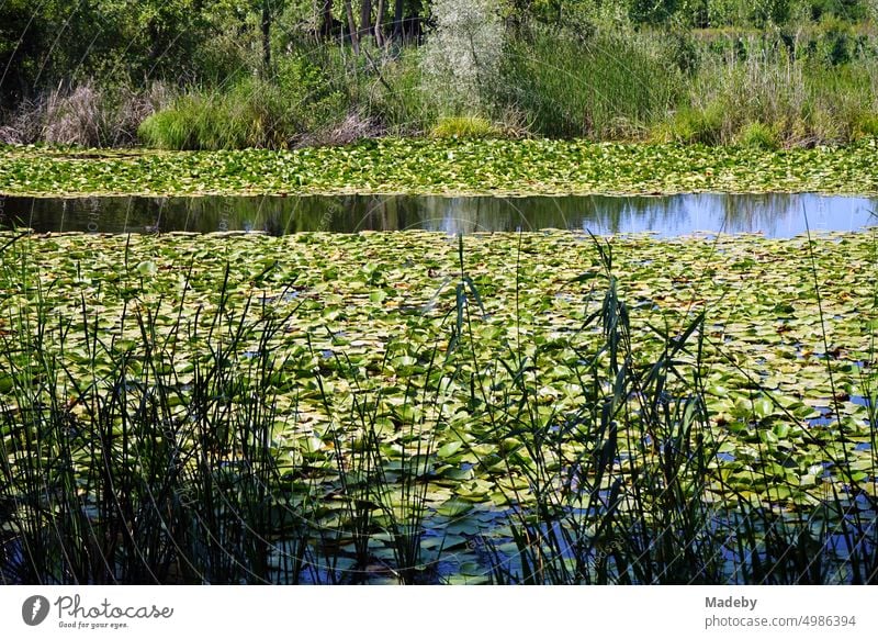 Green floodplain with water lilies in summer against blue sky in sunshine in Acarlar floodplain forest near Karasu in Sakarya province in Turkey acarlar