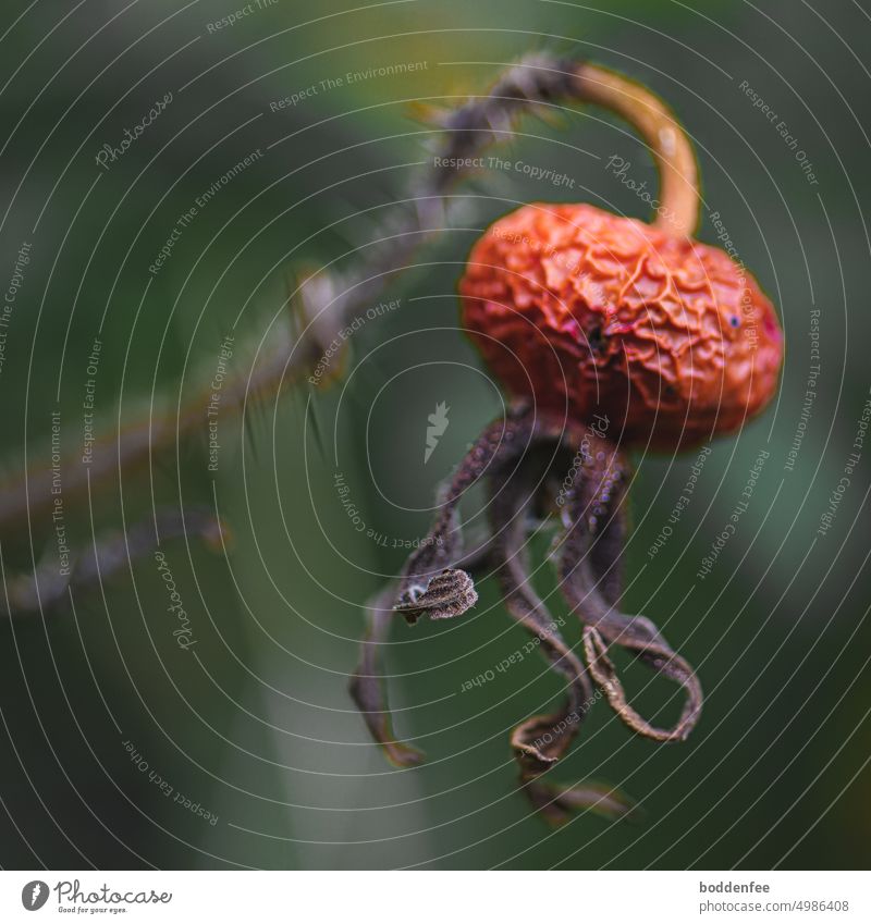 large and flat rosehip drying up, shallow depth of field, blurred background with different green tones Rose hip Nature orange-red Exterior shot Autumn Close-up